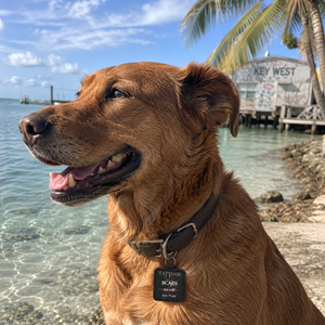 Square Pet ID Tag